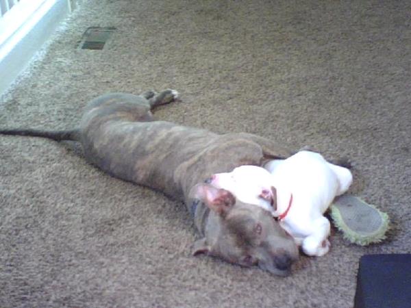 /Images/uploads/Humane Society of Utah/HSUCalendar/entries/656thumb.jpg